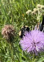 Bombus auricomus
