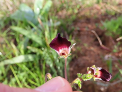 Nemesia barbata