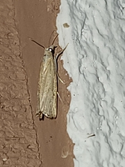 Parapediasia teterrellus