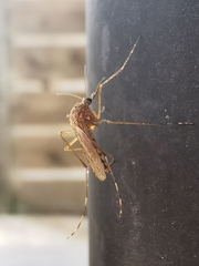 Coquillettidia perturbans