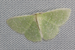 Synchlora frondaria