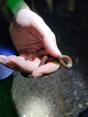 Carphophis amoenus amoenus