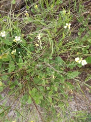 Raphanus raphanistrum