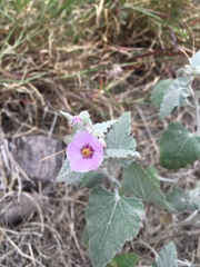 Sphaeralcea brevipes