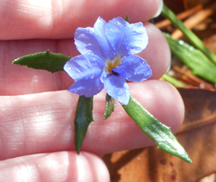 Dampiera stricta