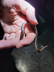 Carphophis amoenus amoenus