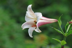 Lilium brownii