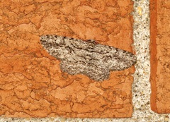 Anavitrinella pampinaria