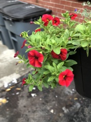 Calibrachoa