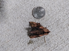 Paonias excaecata