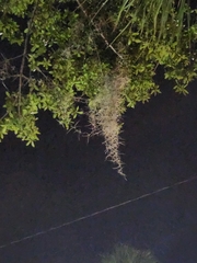 Tillandsia usneoides