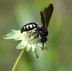 Myzinum obscurum