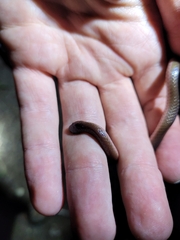 Carphophis amoenus amoenus