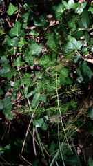 Asparagus tenuifolius