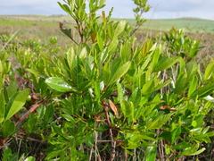 Searsia laevigata