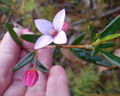 Boronia ledifolia