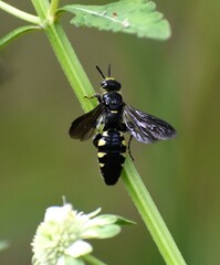Myzinum obscurum