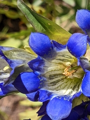 Gentiana parryi