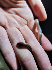 Carphophis amoenus amoenus