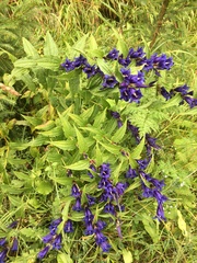 Gentiana asclepiadea