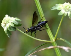 Myzinum obscurum