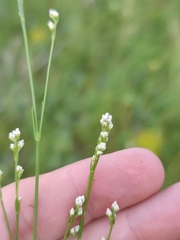 Asperula