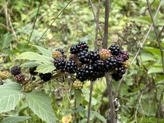Rubus
