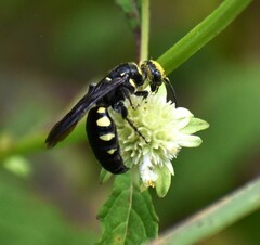 Myzinum obscurum