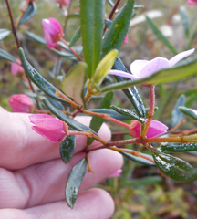 Boronia ledifolia