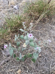 Sphaeralcea brevipes
