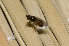 Oscinellinae