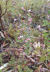 Boronia ledifolia