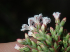 Styphelieae