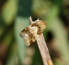 Schinia lynx