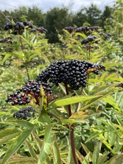 Sambucus ebulus