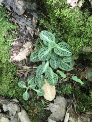 Goodyera pubescens