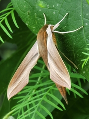Xylophanes tersa