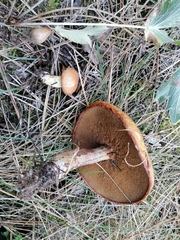 Suillus granulatus