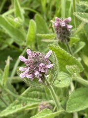 Stachys pycnantha