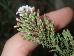 Styphelieae