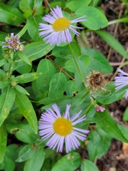 Erigeron speciosus