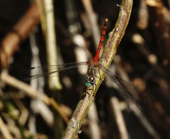 Sympetrum ambiguum