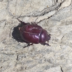 Phyllognathus excavatus