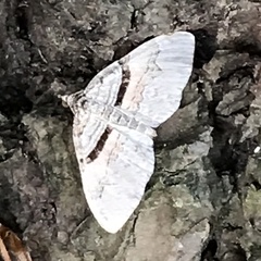 Xanthorhoe