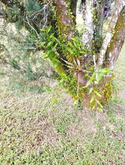 Dendrobium crumenatum