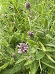 Stachys pycnantha