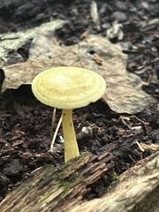 Cyptotrama chrysopepla