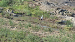 Mycteria ibis