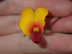 Isotropis cuneifolia