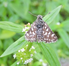 Spialia galba